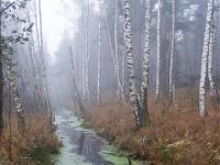 Moorkanal mit Birken entlang dem Ufer - Kendlmühlfilzn